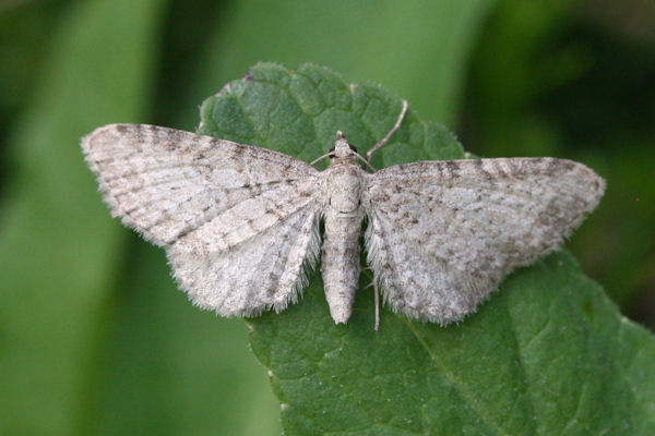 Eupithecia cauchiata: Bild 2
