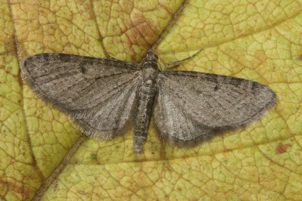 Eupithecia virgaureata: Bild 6