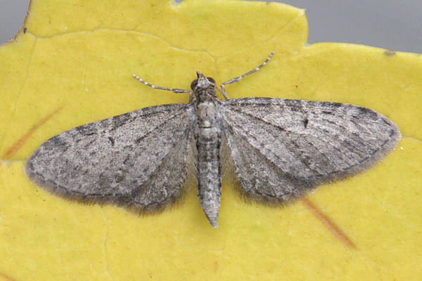 Eupithecia virgaureata: Bild 1