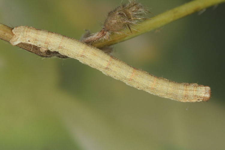 Peribatodes rhomboidaria: Bild 21