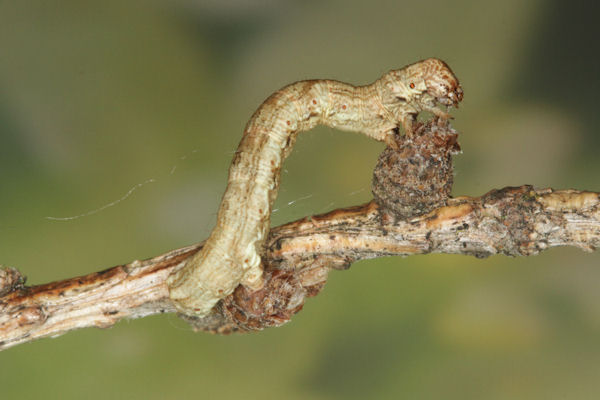 Ectropis crepuscularia: Bild 46