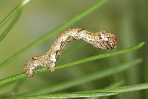 Ectropis crepuscularia: Bild 47