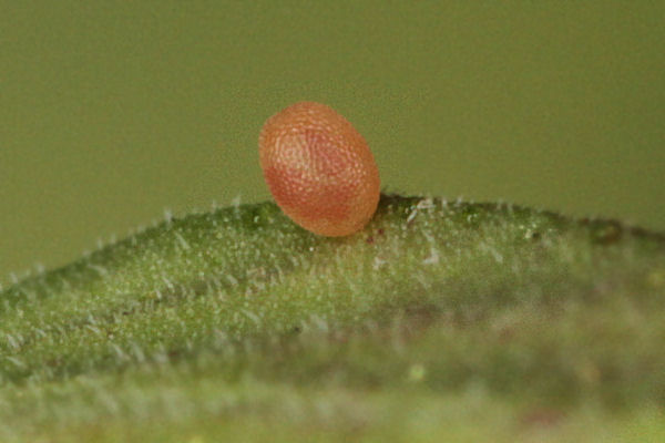 Idaea biselata: Bild 1