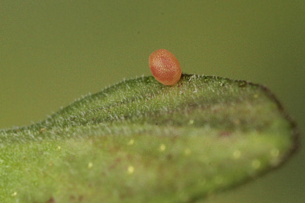 Idaea biselata: Bild 2