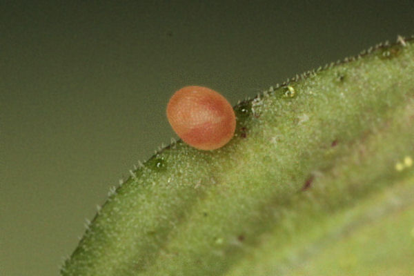 Idaea biselata: Bild 3