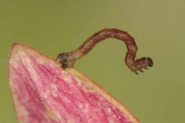 Idaea biselata: Bild 4