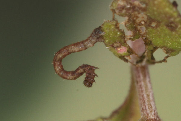 Idaea biselata: Bild 6