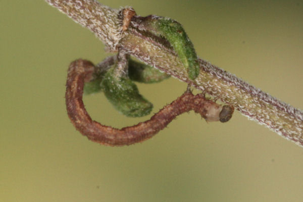 Idaea biselata: Bild 7