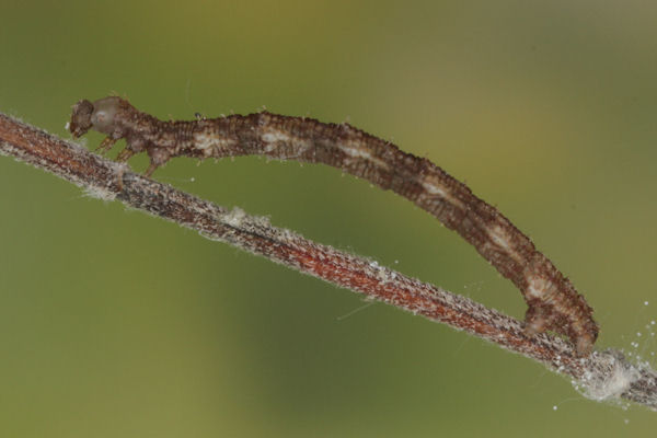 Idaea biselata: Bild 9