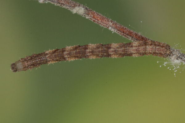 Idaea biselata: Bild 10