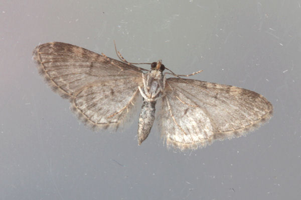 Eupithecia vulgata: Bild 30