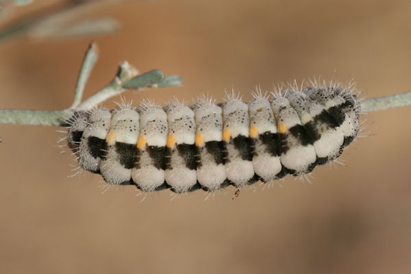 Zygaena rhadamanthus: Bild 2