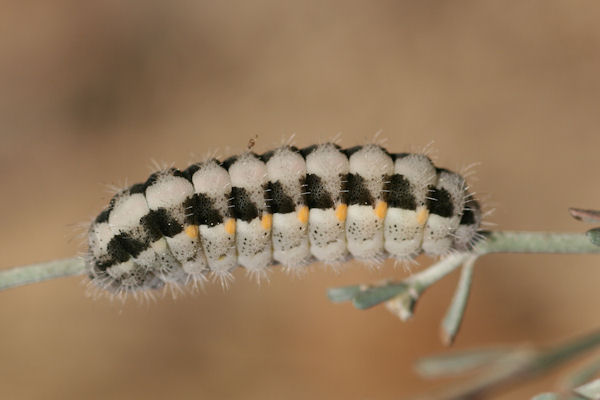 Zygaena rhadamanthus: Bild 3