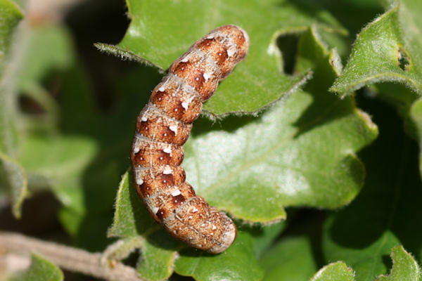 Dichonia aeruginea: Bild 2