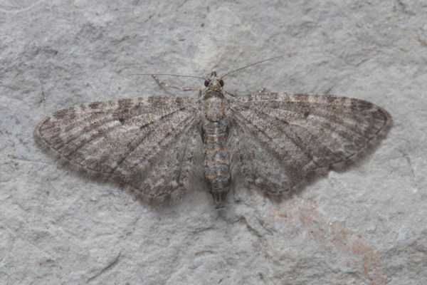 Eupithecia vulgata: Bild 13