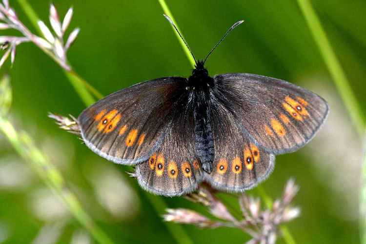 Erebia alberganus phorcys: Bild 2