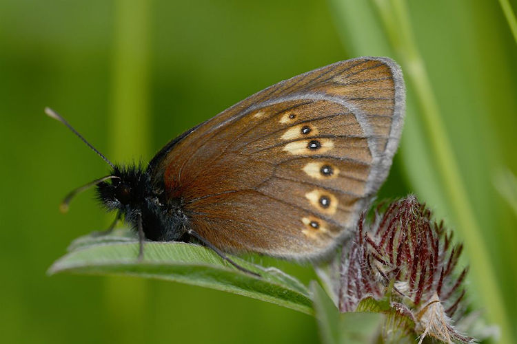 Erebia alberganus phorcys: Bild 4