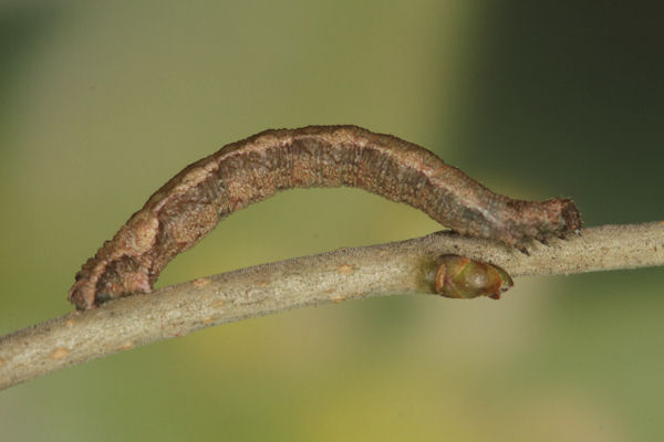 Idaea deversaria: Bild 58