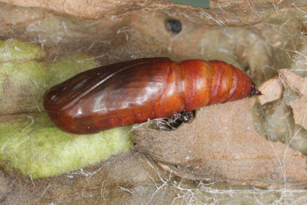 Idaea deversaria: Bild 66