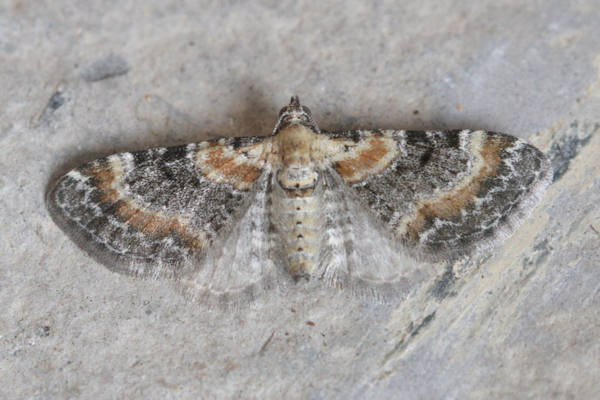 Eupithecia pulchellata: Bild 17