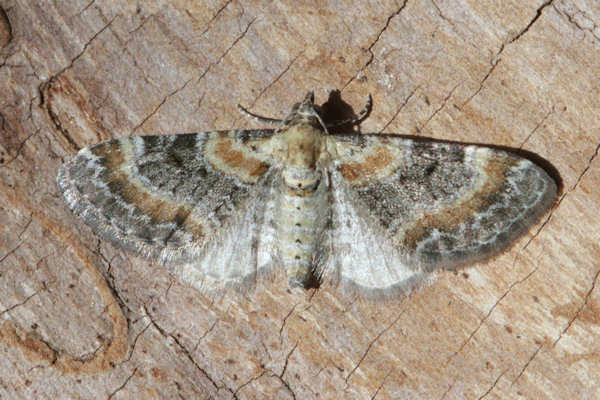 Eupithecia pulchellata: Bild 19