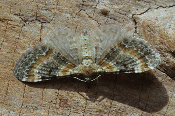 Eupithecia pulchellata: Bild 20