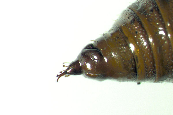 Eupithecia pulchellata: Bild 89