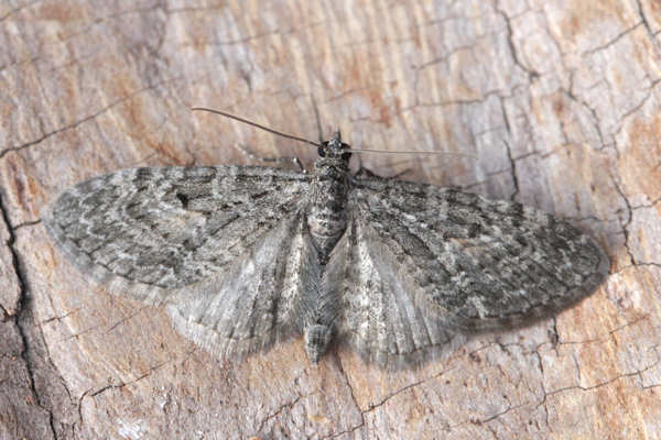 Eupithecia lariciata: Bild 18