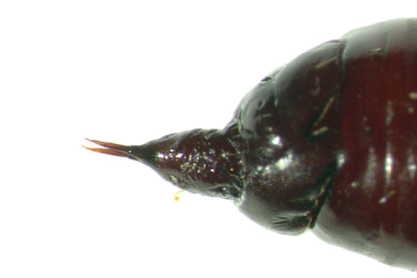 Mesoleuca albicillata: Bild 49