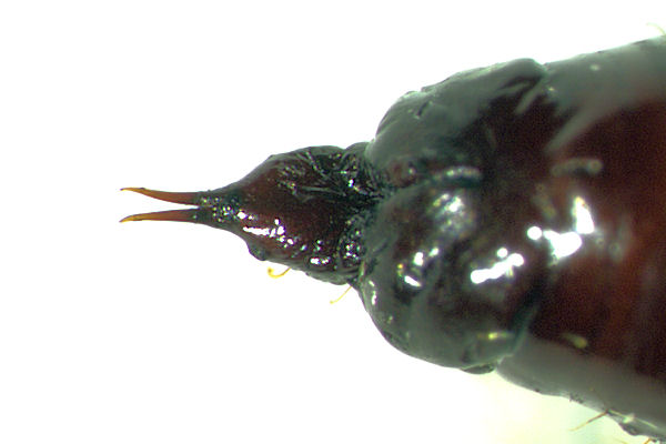 Mesoleuca albicillata: Bild 48