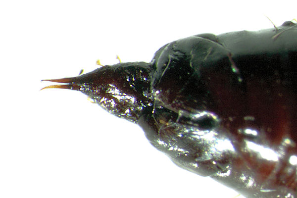 Mesoleuca albicillata: Bild 50