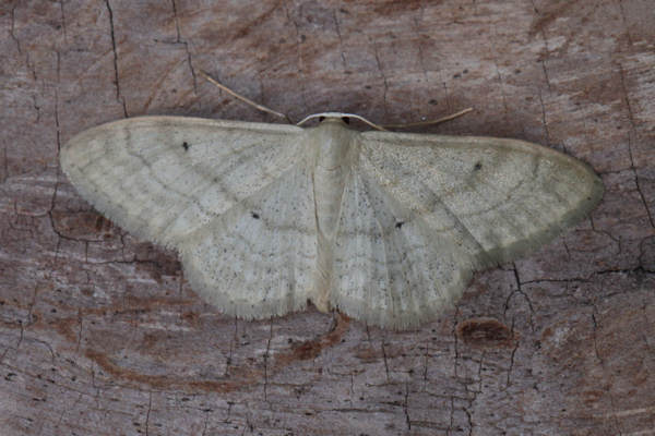 Idaea deversaria: Bild 12