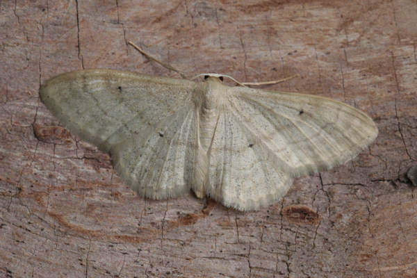 Idaea deversaria: Bild 13