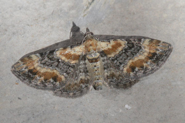 Eupithecia pulchellata: Bild 6