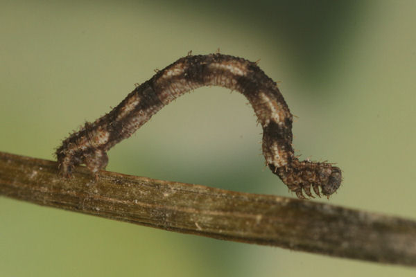 Idaea biselata: Bild 12