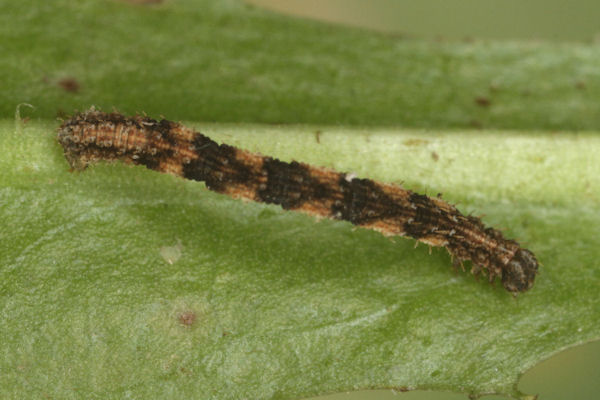 Idaea biselata: Bild 14