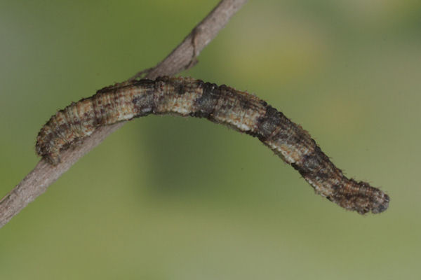 Idaea biselata: Bild 15