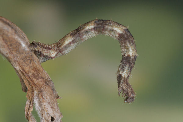 Idaea biselata: Bild 16