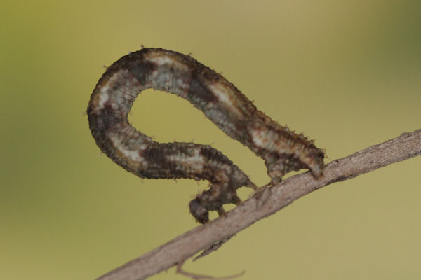 Idaea biselata: Bild 17