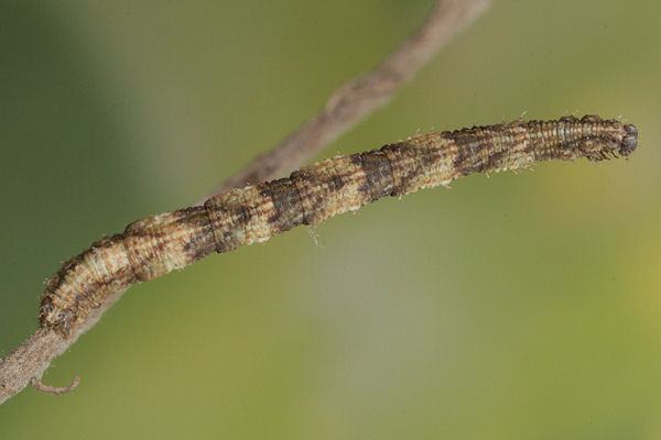 Idaea biselata: Bild 28