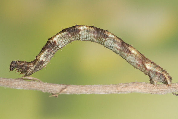 Idaea biselata: Bild 18