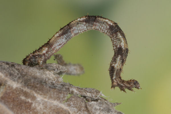 Idaea biselata: Bild 20