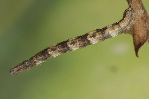 Idaea biselata: Bild 21