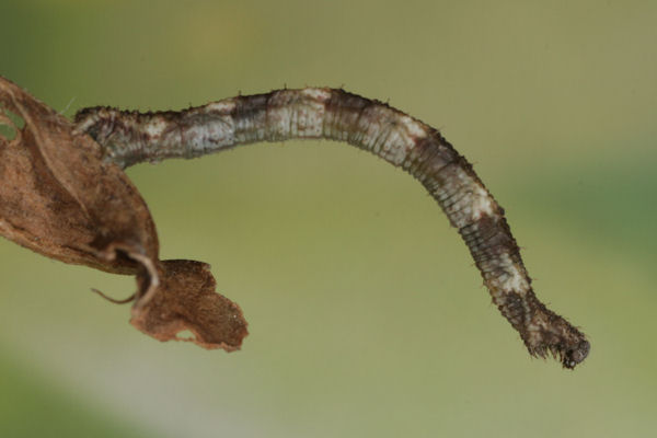 Idaea biselata: Bild 22