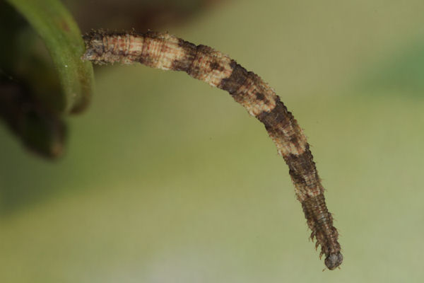 Idaea biselata: Bild 24