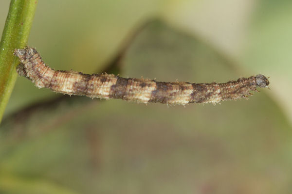 Idaea biselata: Bild 25