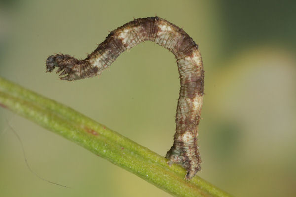 Idaea biselata: Bild 26