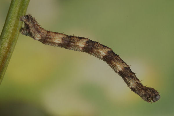 Idaea biselata: Bild 27