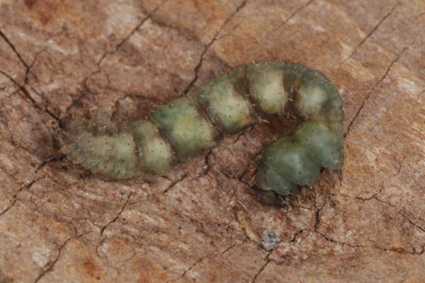 Idaea biselata: Bild 29