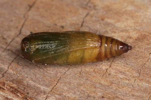 Idaea biselata: Bild 30